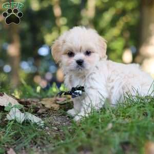 Greg, Lhasa Apso Puppy