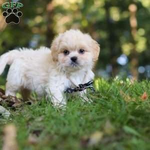 Greg, Lhasa Apso Puppy
