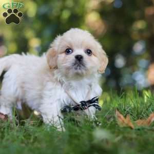 Greg, Lhasa Apso Puppy
