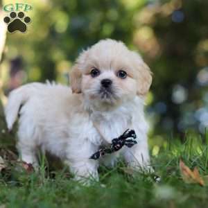 Greg, Lhasa Apso Puppy