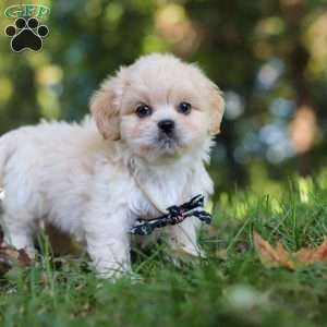 Greg, Lhasa Apso Puppy
