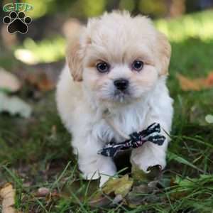 Greg, Lhasa Apso Puppy