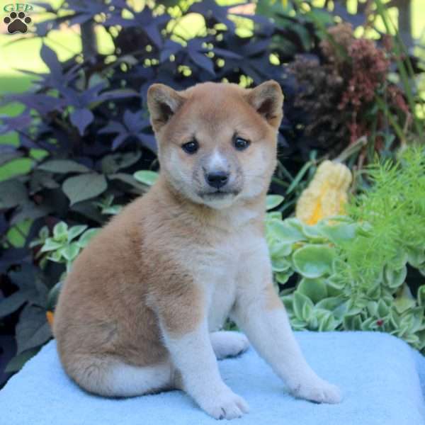 Greg, Shiba Inu Puppy