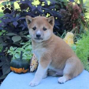 Greg, Shiba Inu Puppy