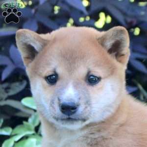 Greg, Shiba Inu Puppy