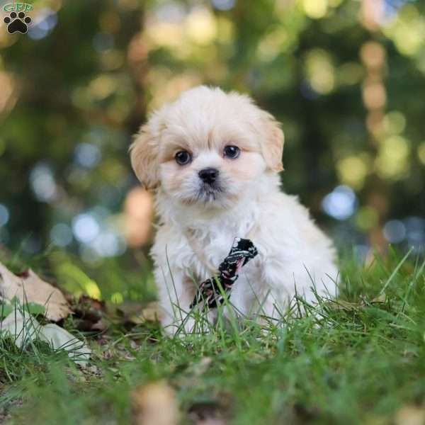 Greg, Lhasa Apso Puppy