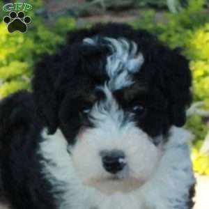 Gretna, Mini Bernedoodle Puppy