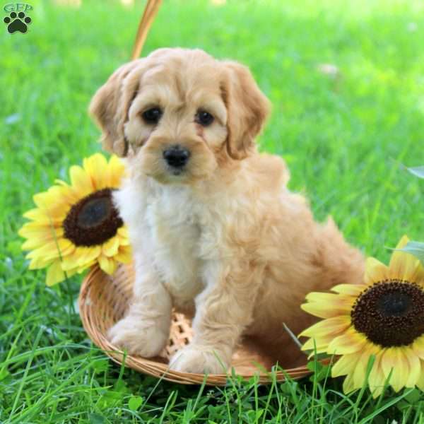 Greta, Cockapoo Puppy