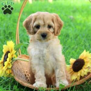 Greta, Cockapoo Puppy