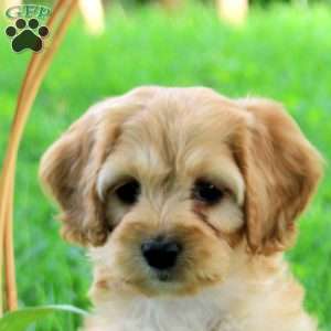 Greta, Cockapoo Puppy