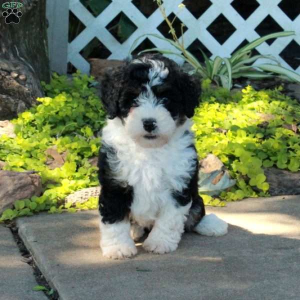 Gretna, Mini Bernedoodle Puppy