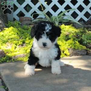 Gretna, Mini Bernedoodle Puppy