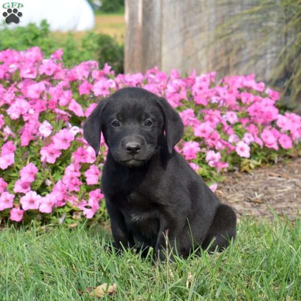 Grizzly, Black Labrador Retriever Puppy