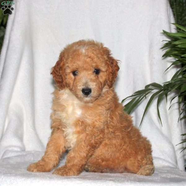 Grizzly, Toy Poodle Puppy