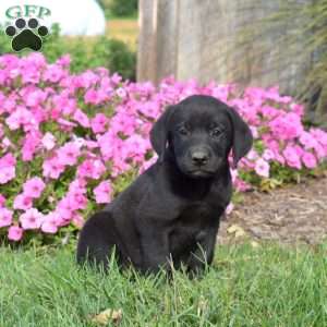 Grizzly, Black Labrador Retriever Puppy