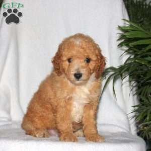 Grizzly, Toy Poodle Puppy