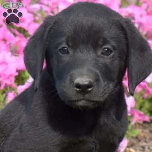 Grizzly, Black Labrador Retriever Puppy