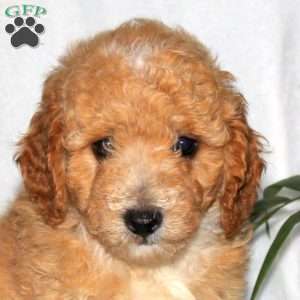 Grizzly, Toy Poodle Puppy