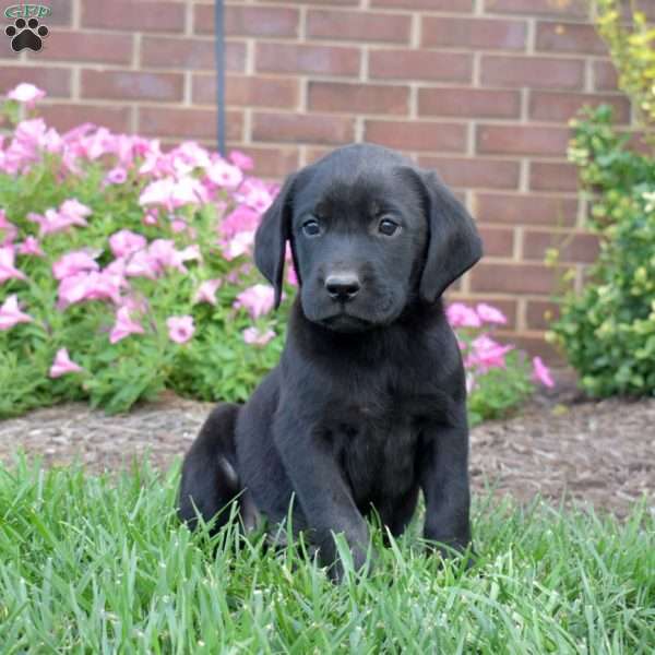 Groot, Black Labrador Retriever Puppy