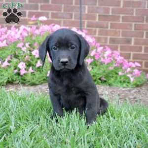 Groot, Black Labrador Retriever Puppy