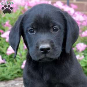 Groot, Black Labrador Retriever Puppy
