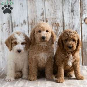 Trenton, Mini Labradoodle Puppy