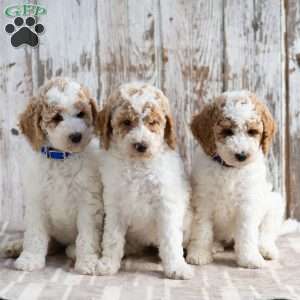 Trevor, Mini Labradoodle Puppy