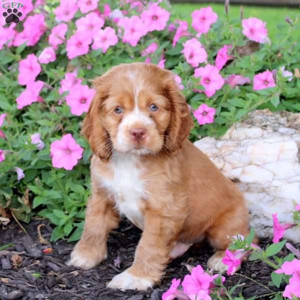 Gunner, Cocker Spaniel Puppy