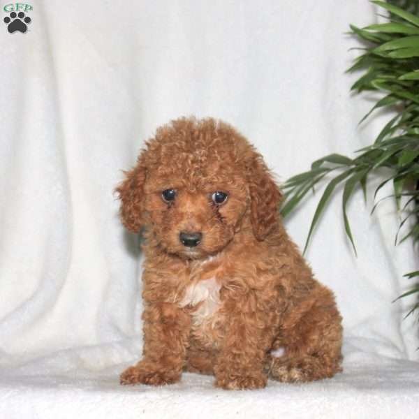 Gunner, Toy Poodle Puppy