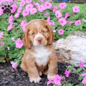 Gunner, Cocker Spaniel Puppy