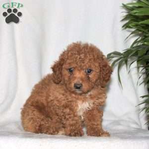 Gunner, Toy Poodle Puppy