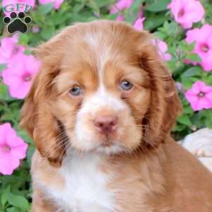 Gunner, Cocker Spaniel Puppy