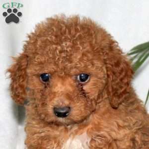 Gunner, Toy Poodle Puppy