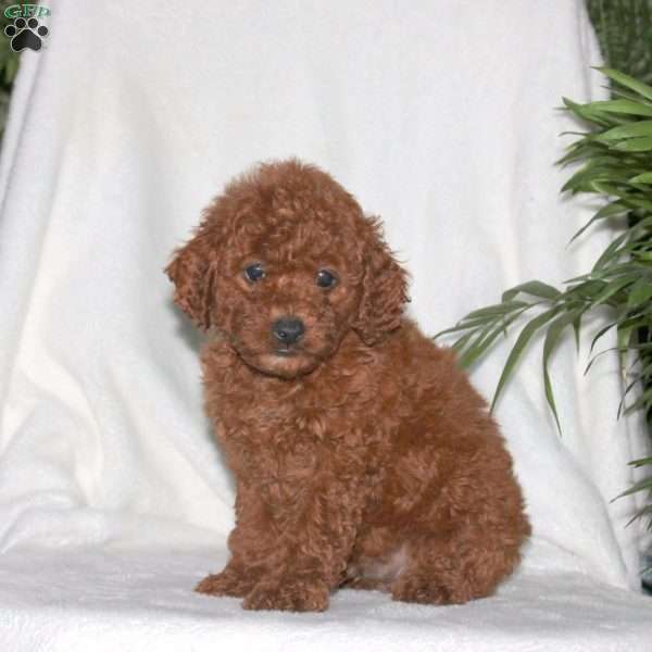 Gus, Toy Poodle Puppy