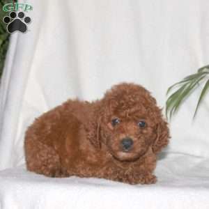 Gus, Toy Poodle Puppy