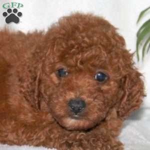 Gus, Toy Poodle Puppy