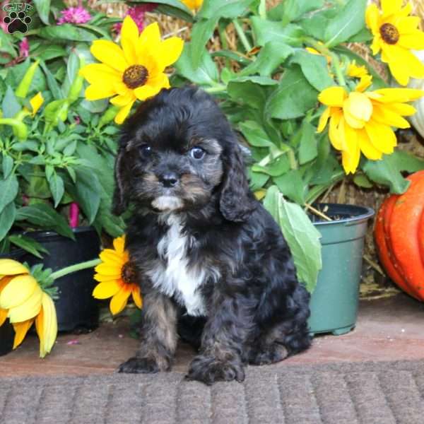Gus, Cavapoo Puppy