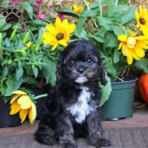 Gus, Cavapoo Puppy
