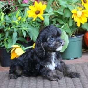 Gus, Cavapoo Puppy