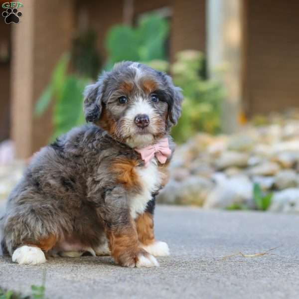 Gusher, Mini Bernedoodle Puppy