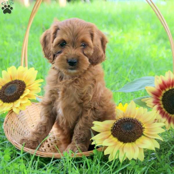 Gwen, Cockapoo Puppy