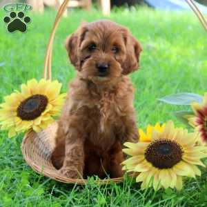 Gwen, Cockapoo Puppy