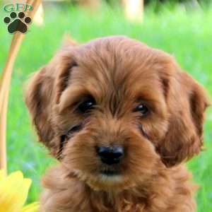 Gwen, Cockapoo Puppy