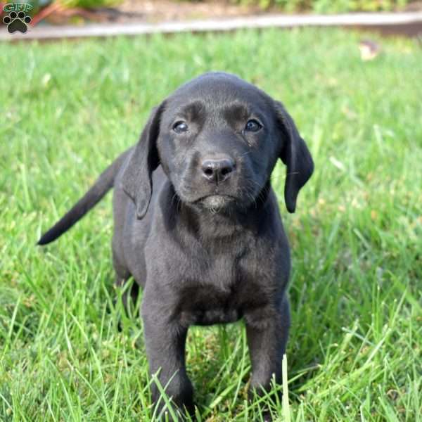 Gypsy, Black Labrador Retriever Puppy