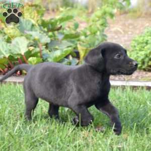 Gypsy, Black Labrador Retriever Puppy