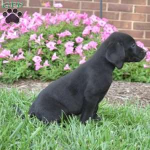 Gypsy, Black Labrador Retriever Puppy