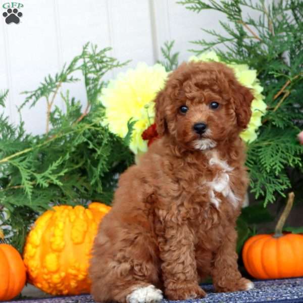 Haddasah, Miniature Poodle Puppy