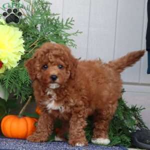 Haddasah, Miniature Poodle Puppy