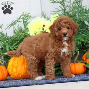 Haddasah, Miniature Poodle Puppy