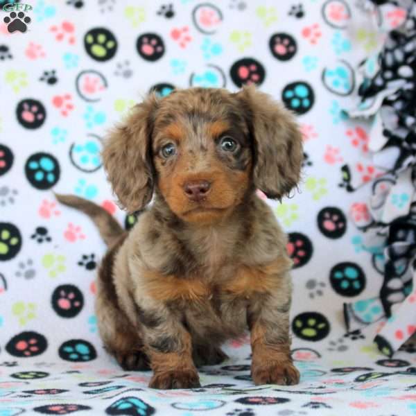 Hailey, Dachshund Puppy